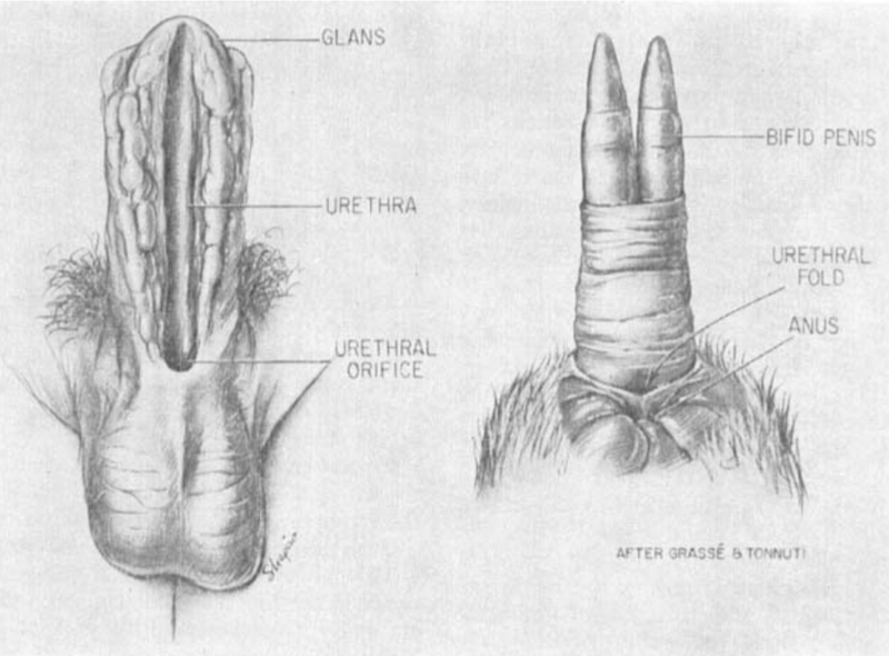 Illustration for article titled La modificación más extrema del pene la realizan estos aborígenes del hemisferio sur al llegar a la pubertad